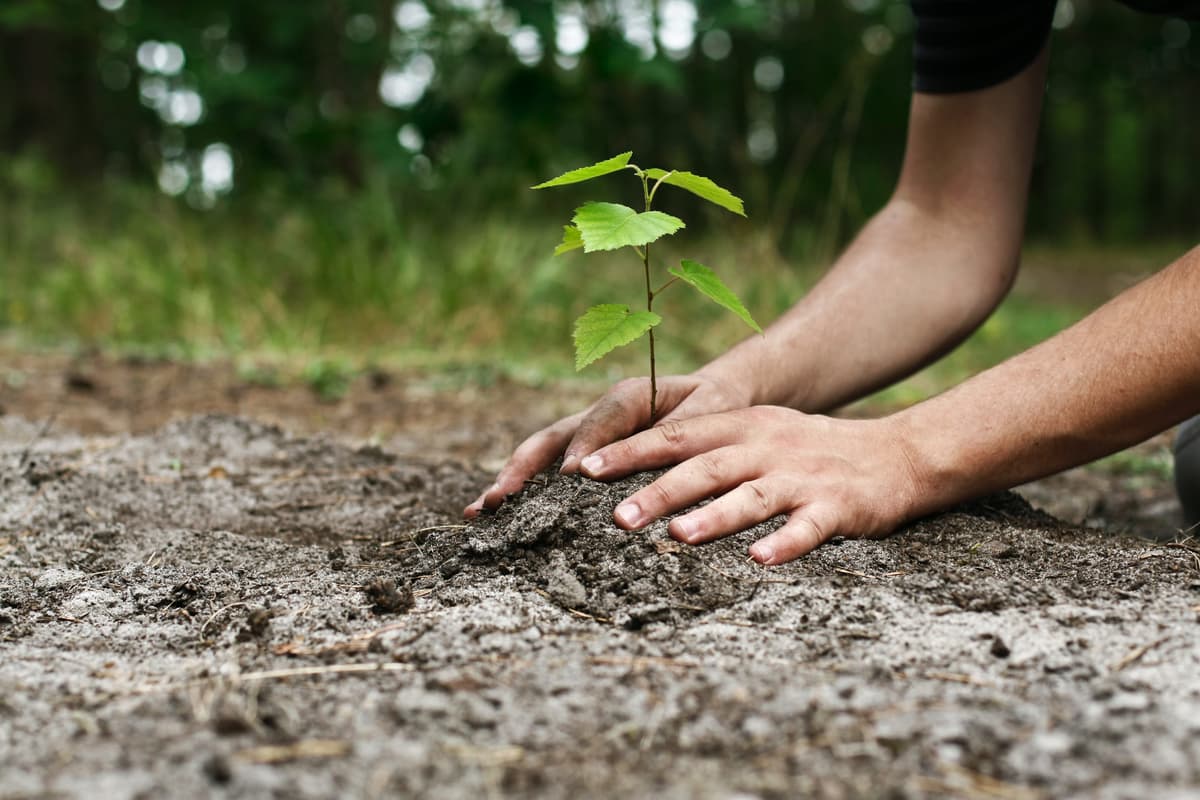 Planting Tress